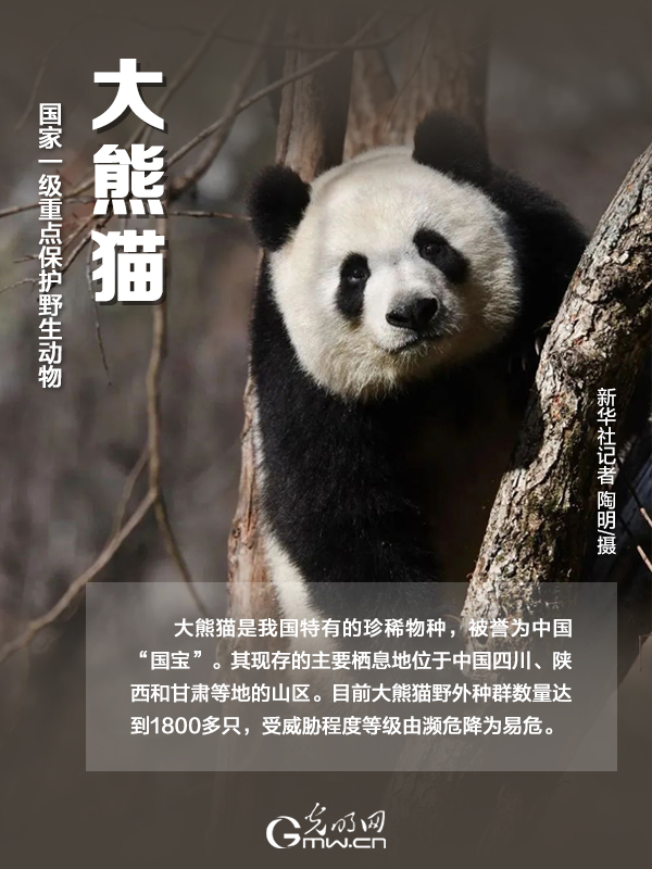 【海报】国际珍稀动物保护日｜以“珍惜”守护“珍稀”