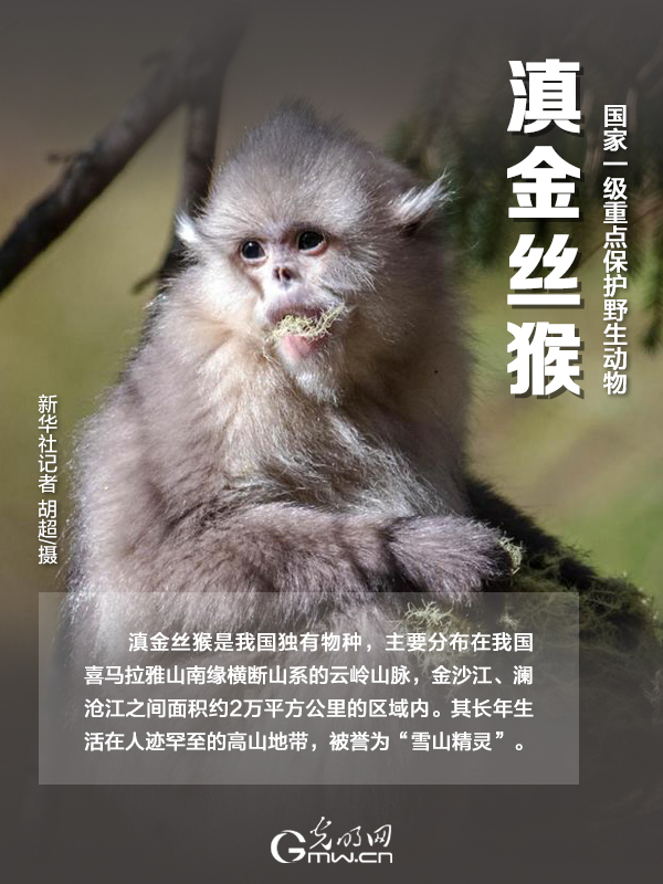 【海报】国际珍稀动物保护日｜以“珍惜”守护“珍稀”