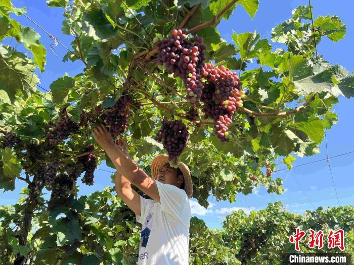 新疆多地“静态管理”下各行业有条不紊