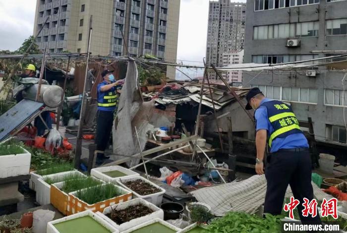 在一处居民楼屋顶，城管队员拆除“空中菜园”。　金茜 摄
