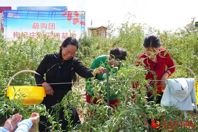中宁县来自西海固的移民大姐们一边采摘新鲜枸杞一边歌唱，笑由心生。人民网记者 何蒨摄