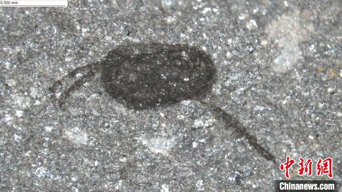 一个具有长抓握附肢的微小双壳类节肢动物新种(图片来自Joe Botting)。　施普林格·自然 供图
