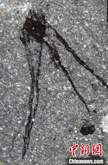 一种奇怪的管栖动物，具有两个长触角和一个精致的软组织叶(图片来自Joe Botting)。　施普林格·自然 供图