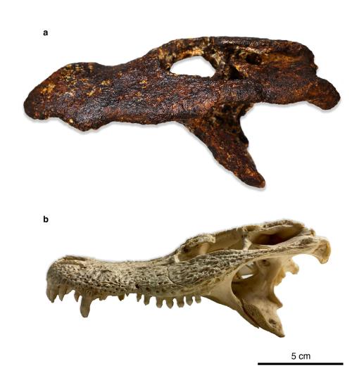 国际最新研究发现新的古代亚洲短吻鳄属物种与扬子鳄亲缘很近