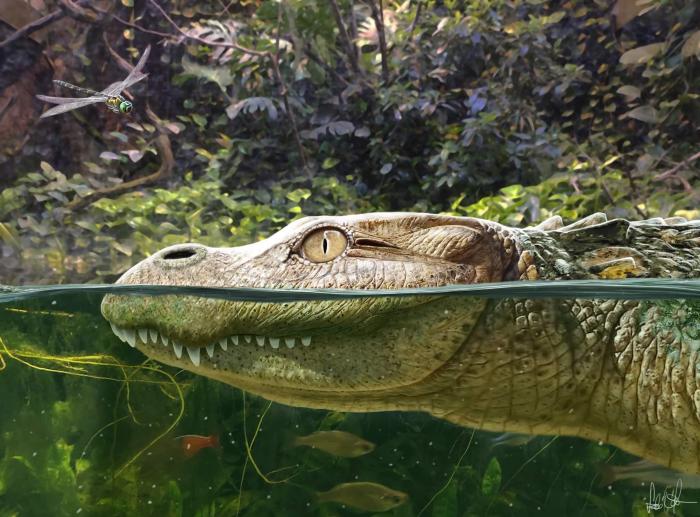 Alligator munensis艺术复原图(图片来自Márton Szabó)。　施普林格·自然 供图