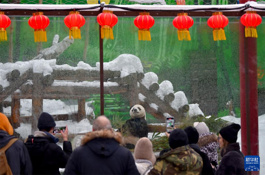 春节期间，熊猫馆舍被用大红灯笼装饰一新。新华社发（亚历山大摄）