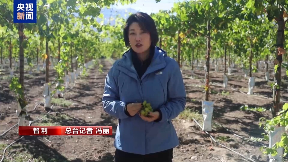 开云体育入口总台记者探访丨应季的水果棘手的关税 智利水果产业“愁”(图1)