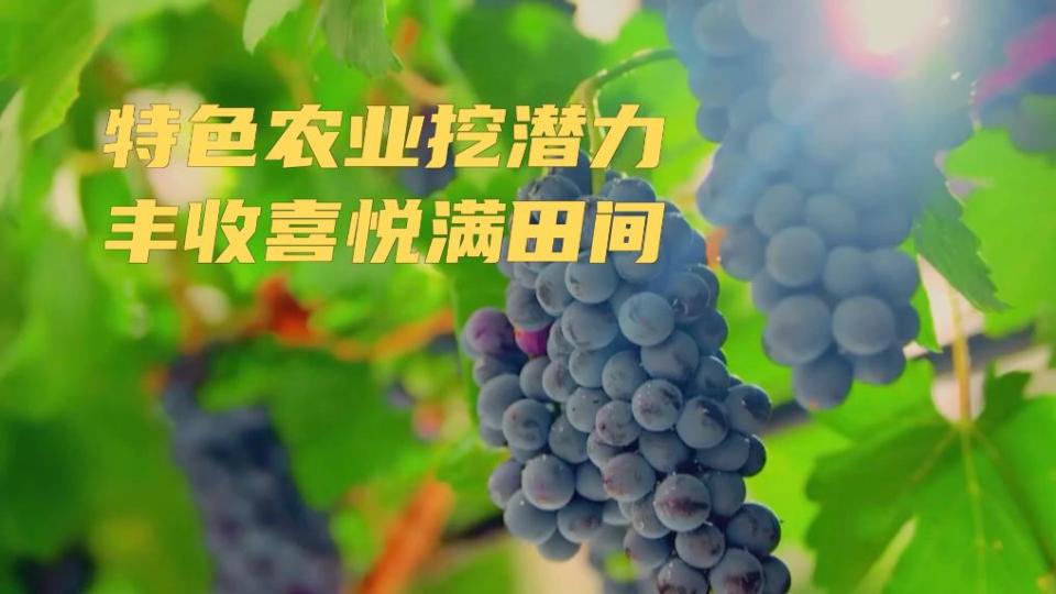 新华视点｜特色农业挖潜力 丰收喜悦满田间