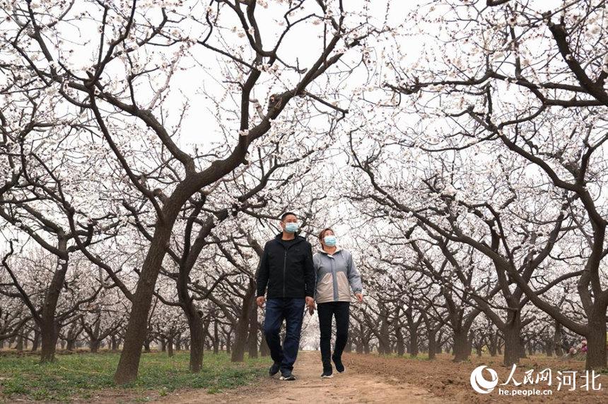 2022年3月16日，游客在河北省巨鹿县元泽路杏花园内赏花、游玩。 马羚摄