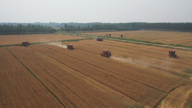 6月18日，山东省滨州市惠民县淄角镇，农机手驾驶收割机在田间收割小麦。 曹立国摄