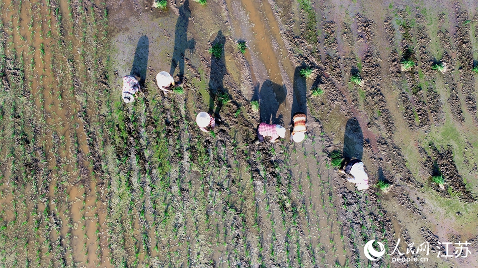 航拍金湖县农民夏种场景。人民网 冷金明摄