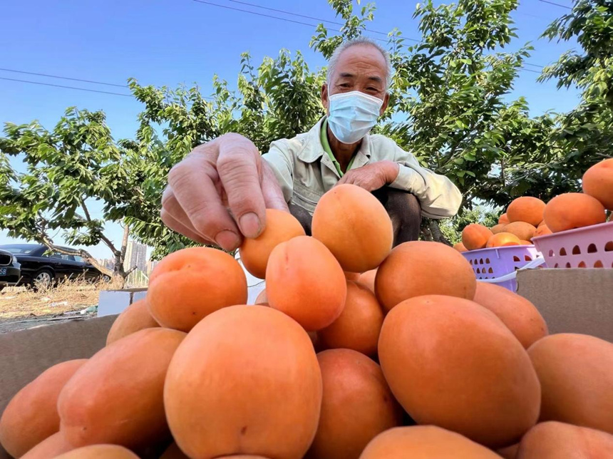 河北省唐山市丰南区一处杏园内，果农正在分装黄杏。陈军摄