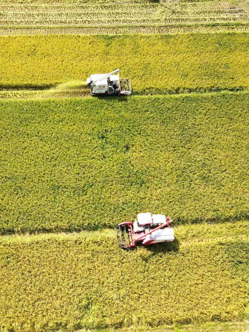 农民驾驶农机收割早稻。李建新摄