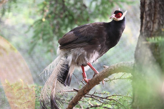 小五台山国家级自然保护区繁育基地中的褐马鸡。姚伟强摄