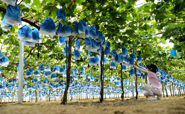 图为准备采摘上市的葡萄，葡萄树下是监测传感器。东海县为宣传部供图