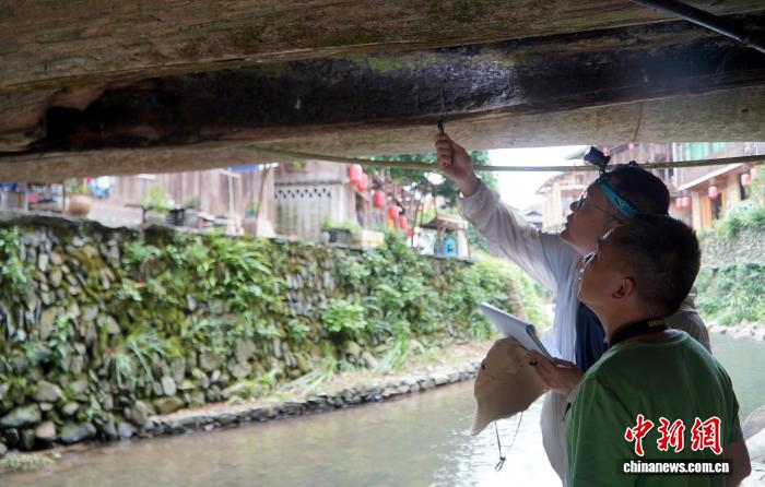 贵州给古建筑做“生物病害专项体检”(图2)