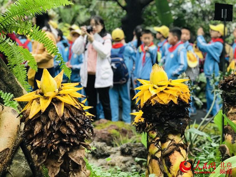 植物馆里的地涌金莲。地涌金莲原产中国云南，为中国特产花卉。人民网 董兆瑞摄