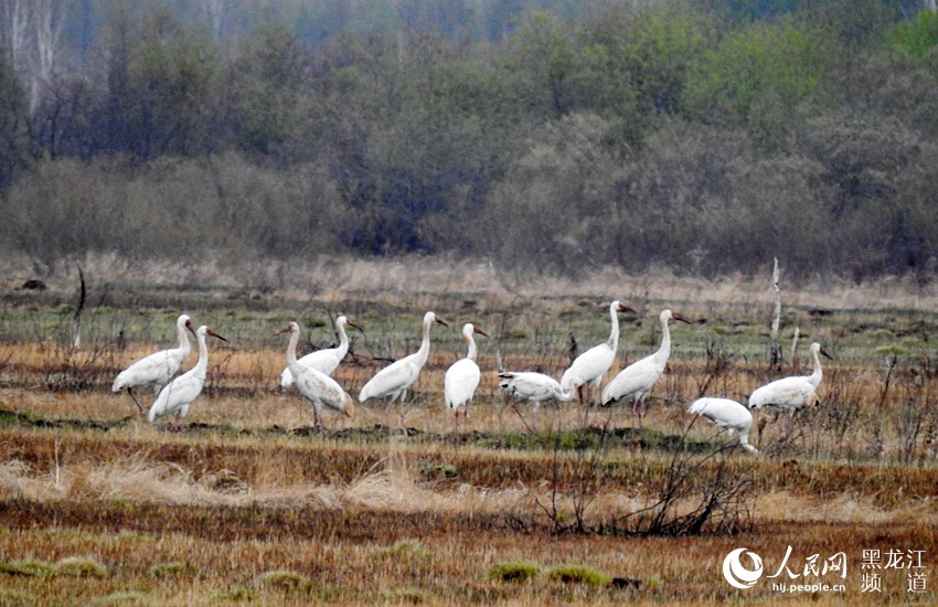 国家一级保护动物白鹤现身加格达奇林业局古里河国家湿地公园