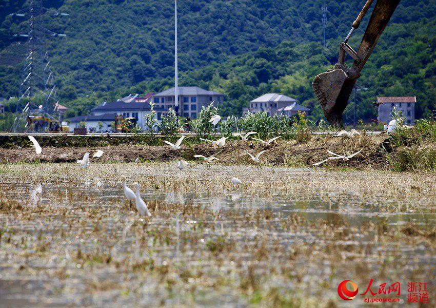 杭州双浦农田白鹭蹁跹夏耘忙