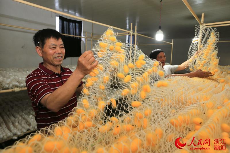 浙江德清：金色蚕茧铺开彩色丝路