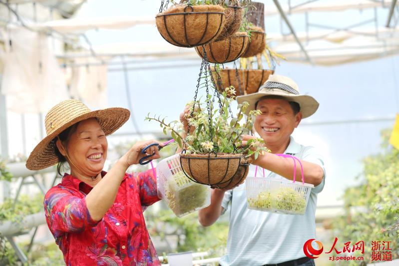 浙江德清：石斛花开助增收