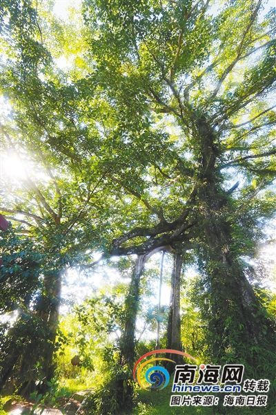 百花岭雨林文化旅游区内的百年古榕树。海南日报记者 苏晓杰 摄