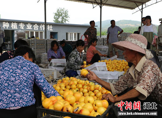 图为秦皇岛市抚宁区“首届黄桃文化节”开幕。 许慧敏 摄