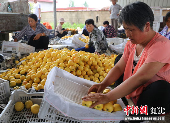 图为秦皇岛市抚宁区“首届黄桃文化节”开幕。 许慧敏 摄