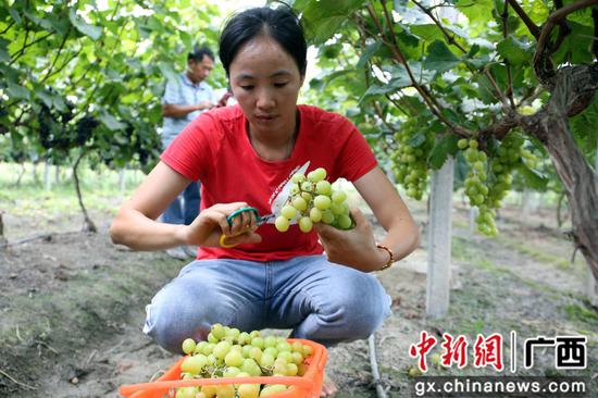 果农在果园里采摘葡萄。朱柳融 摄