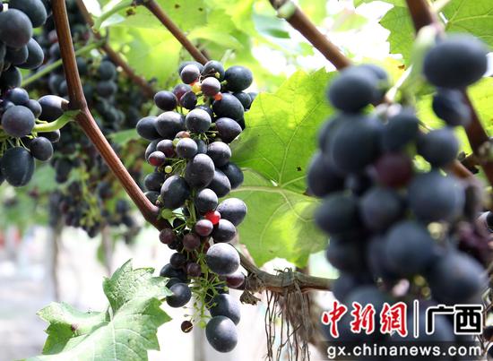 成熟的波尔多瓦葡萄。朱柳融 摄