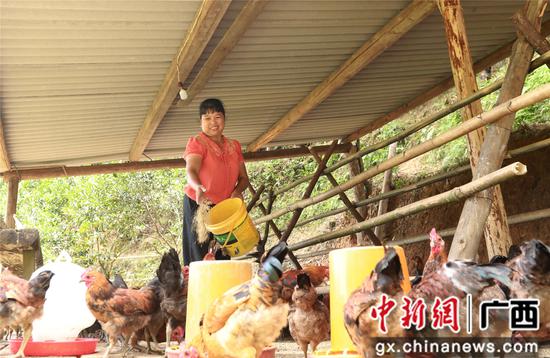 7月4日,在广西柳州市融安县大坡乡岗伟村,脱贫户蓝远仙在给“大坡飞鸡”喂食。覃庆和 摄