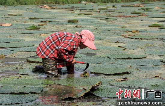 8月16日,广西柳州市融安县东起乡良村村芡实种植户在采收芡实。谭凯兴 摄