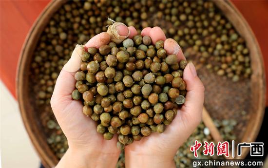 8月16日,广西柳州市融安县东起乡良村村芡实种植户在展示刚刚采收的芡实。谭凯兴 摄