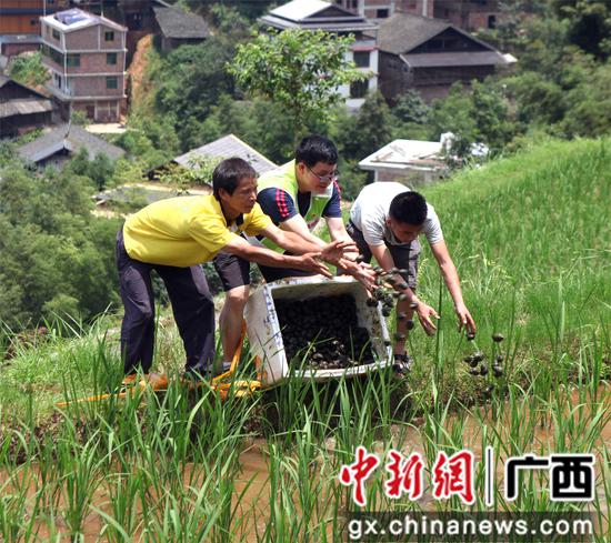 滚荣清和大浪镇高培村第一书记潘朔练帮助贫困户发放田螺。