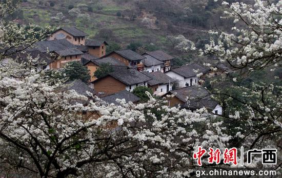 资料图:2月28日,李花掩映下的铜板屯。覃庆和 摄