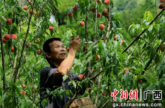 资料图：2018年5月15日，龙革雄在采摘桃子。覃庆和 摄