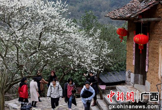 资料图:2月28日,游客在铜板屯赏花游玩。覃庆和 摄