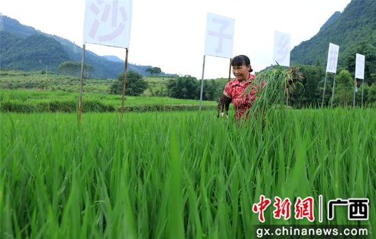 6月18日,在广西柳州市融安县沙子乡沙子村,一位村民在田间摘除杂草。(覃庆和 摄)
