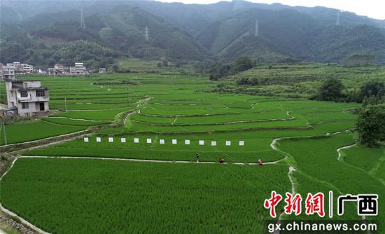 6月18日，在广西柳州市融安县沙子乡沙子村航拍的扶贫产业开发示范基地。覃庆和 摄