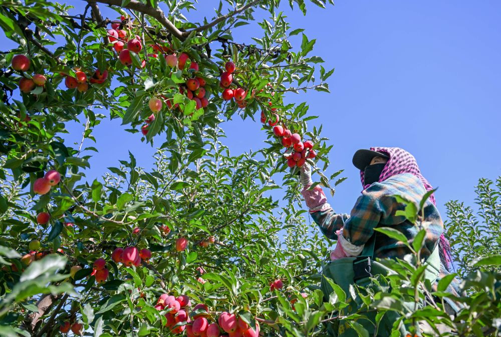 牢牢守住不发生规模性返贫致贫底线——西部脱贫地区“5年过渡期”一线观察