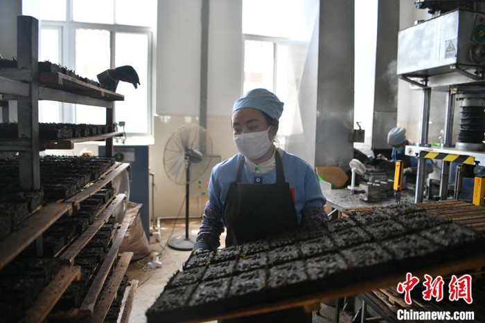 开云电竞滇藏赓续世代茶缘(图3)