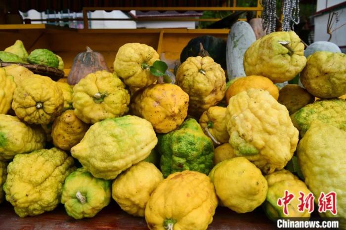 墨脱大柠檬,学名香橼,和柠檬均为芸香科植物。(<a target='_blank' href='/'><p align=