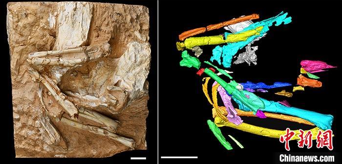 科学家发现亚洲最古老沙鸡化石揭示600万年前青藏高原生态