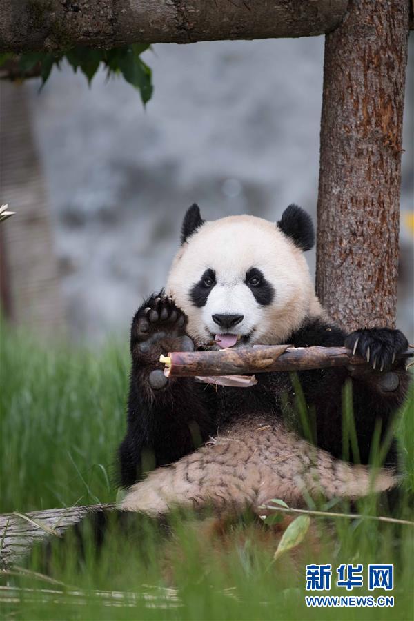 （图文互动）（1）九寨沟大熊猫园开园迎客