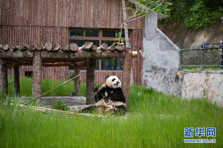 （图文互动）（3）九寨沟大熊猫园开园迎客