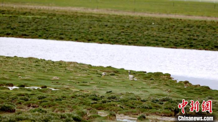 航拍截图为中国国家一级保护动物黑颈鹤成双成对漫步在西藏色林错国家级自然保护区内。西藏那曲市林业和草原局供图