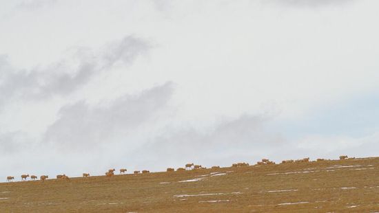 就母藏羚羊而言，卓乃湖是她们生命中唯一正确的迁徙方向。摄影：姚斌 张多钧