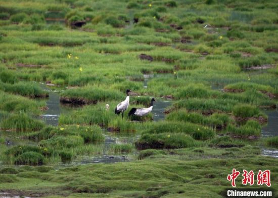 图为祁连山国家公园青海片区内的黑颈鹤。　祁连山国家公园青海省管理局供图 摄