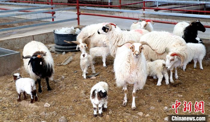 图为在羊棚里过冬的母羊和羊羔。　李隽 摄