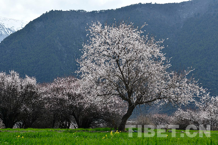 林芝雅鲁藏布大峡谷景区桃花盛开摄影：王媛媛.jpg